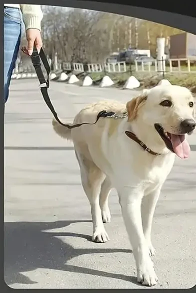 Zapinek użyty jako smycz po podróży