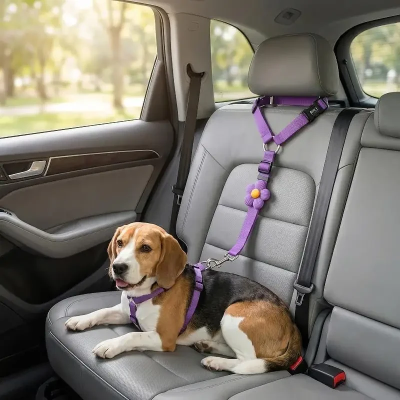Beagle przypięty na tylnej kanapie fioletowym Zapinkiem